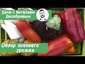 Сбор урожая капусты, редиса, лука.  Обзор моей дачи.