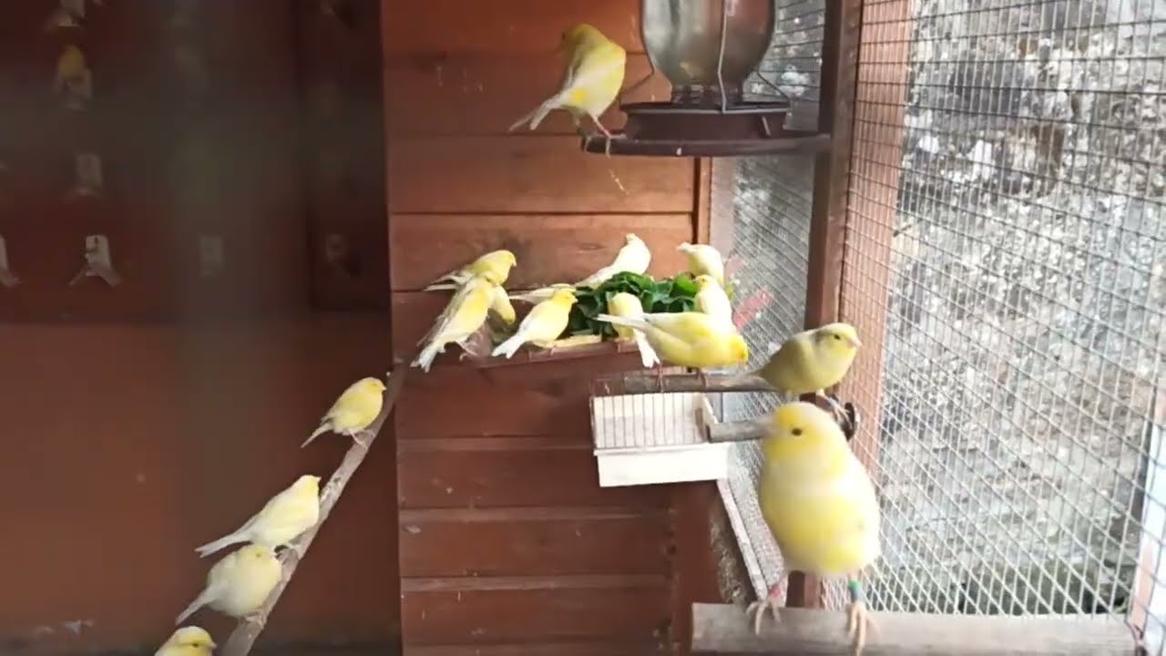 Malinois FC48 en voladera a 29 de septiembre de 2024