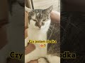 Kotka pysia wypoczywa  funny comedy shorts viral cat cats kot kitten cute cutecat