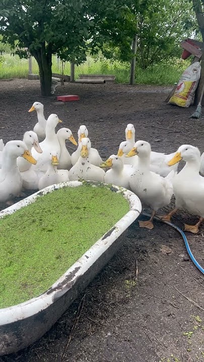 Утка домашняя🥩duck🦆 - YouTube