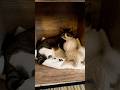 【初めての犬のおもちゃに猫は⋯】#shorts