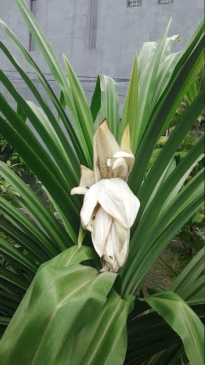 Viral bunga atau kembang pandan wangi.