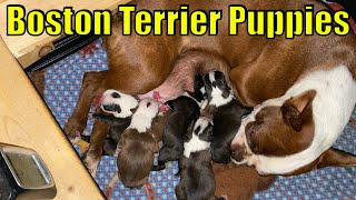 AMAZING! Boston Terrier Dog Giving birth to pups 2021