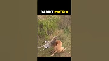 rabbit matrix #animales #curiosidades #matrix
