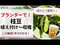 【プランターで】枝豆栽培！植え付け〜収穫の管理【家庭菜園】