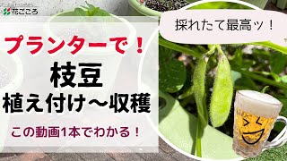 【プランターで】枝豆栽培！植え付け〜収穫の管理【家庭菜園】