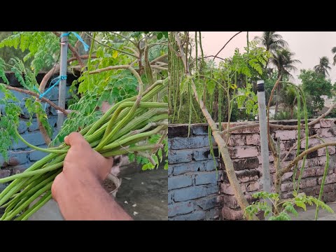 ভিডিও: লেমকেন চাষী: স্মারাগড গিগ্যান্ট 10/1000, রুবিন এবং কমপেক্টর, কোরুন্ড এবং কারাত চাষীদের বৈশিষ্ট্য