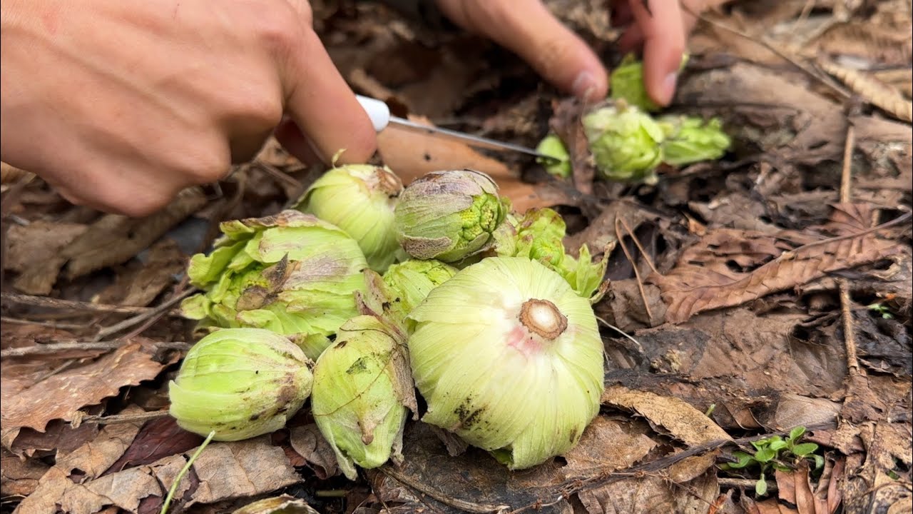 早春の山菜採り　フキノトウと天然きのこ定食を作って食べる
