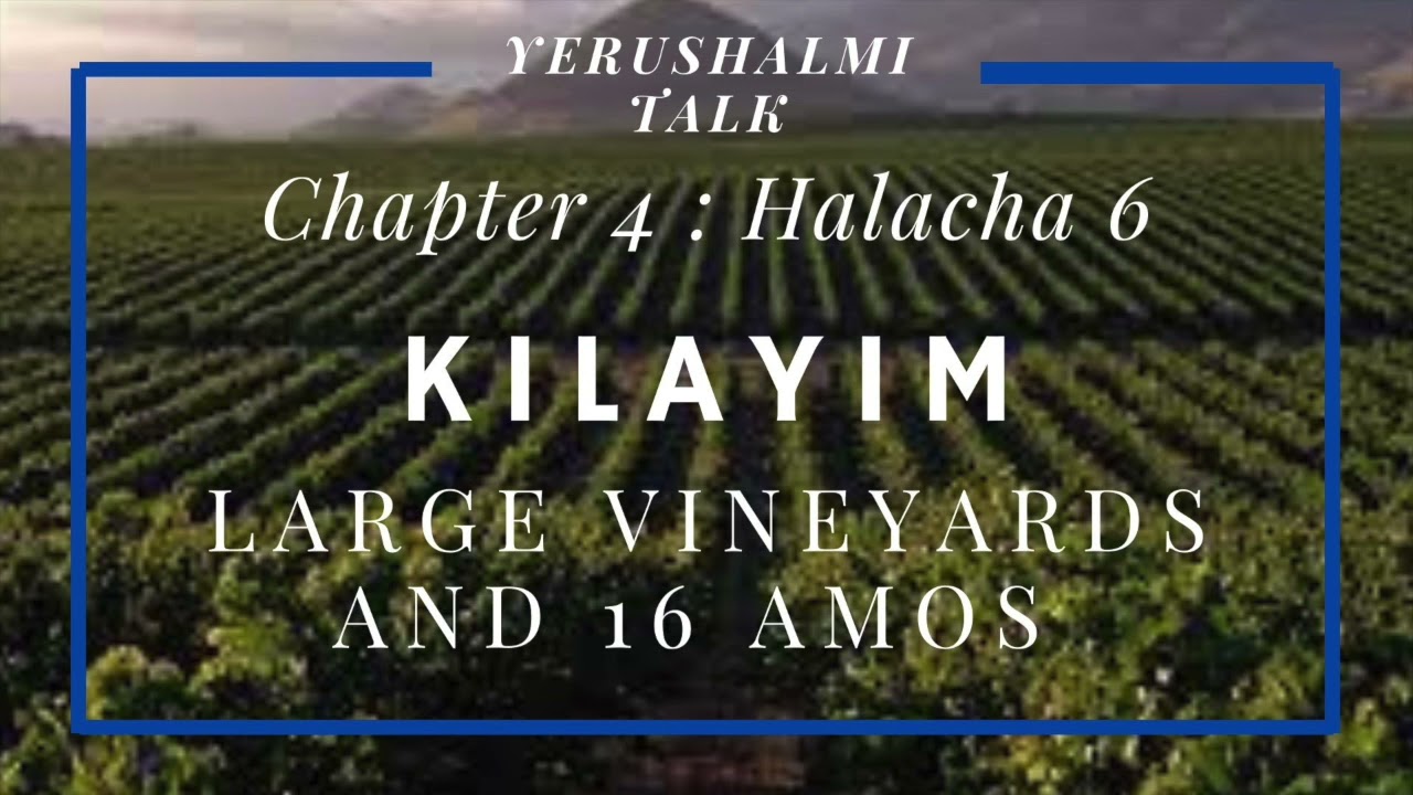 Yerushalmi Daf Yomi: "Large Vineyards and 16 Amos Work Areas" Kilayim Chapter 4 : Halacha 6 (Part 1)