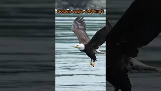 Nature's jets! The fastest-flying birds #falcon #eagle #speed #animals #shorts