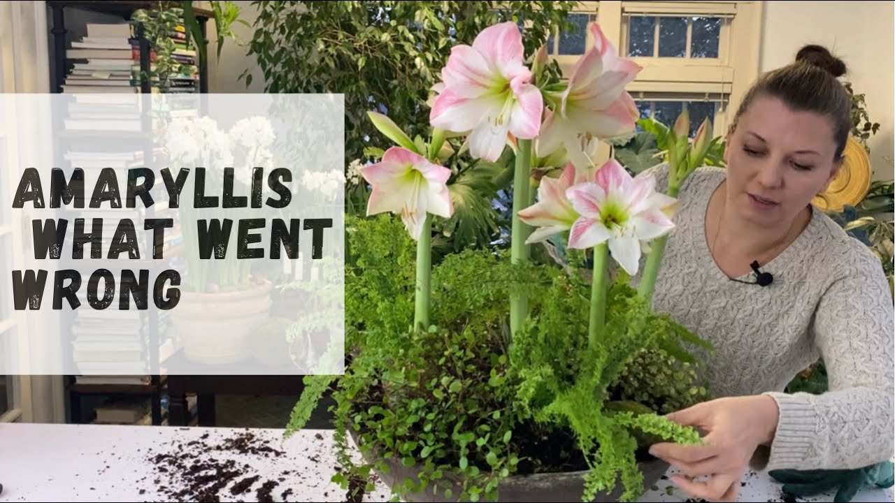 🌸 Amaryllis - What went wrong 🌸