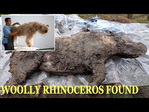 साइबेरिया में जमे हुए लगभग 34000 वर्षों के बाद अच्छी तरह से संरक्षित ऊनी राइनो पाया गया