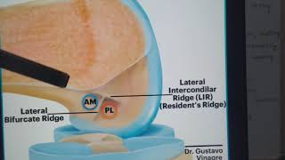 Knee Anatomy :3: ACL