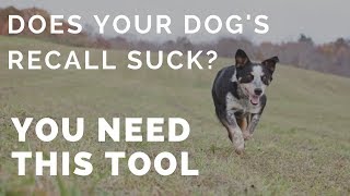 Does Your Dog's Recall Suck? YOU NEED THIS TOOL