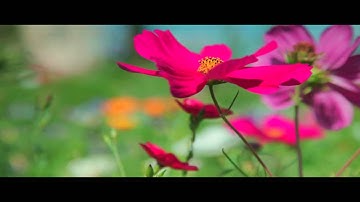 Sourate al ikhlas "La Foi Pure et Exclusive" s.112 القرآن سورة الإخلاص