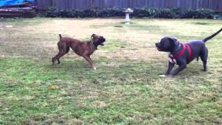 Khaleesi the Boxer: Boxer vs. Pitbull Showdown