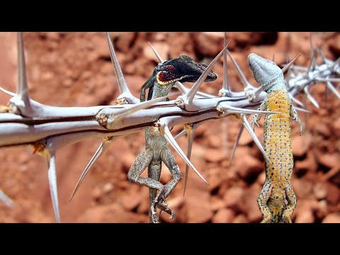 Video Chim Đồ Tể - Treo Xác Con Mồi Trên Đầu Gai Nhọn - youtube