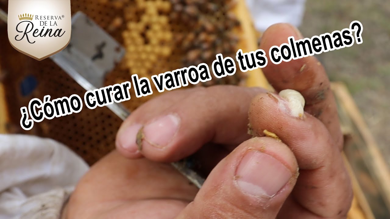 ¿Cómo curar la varroa de tus colmenas?