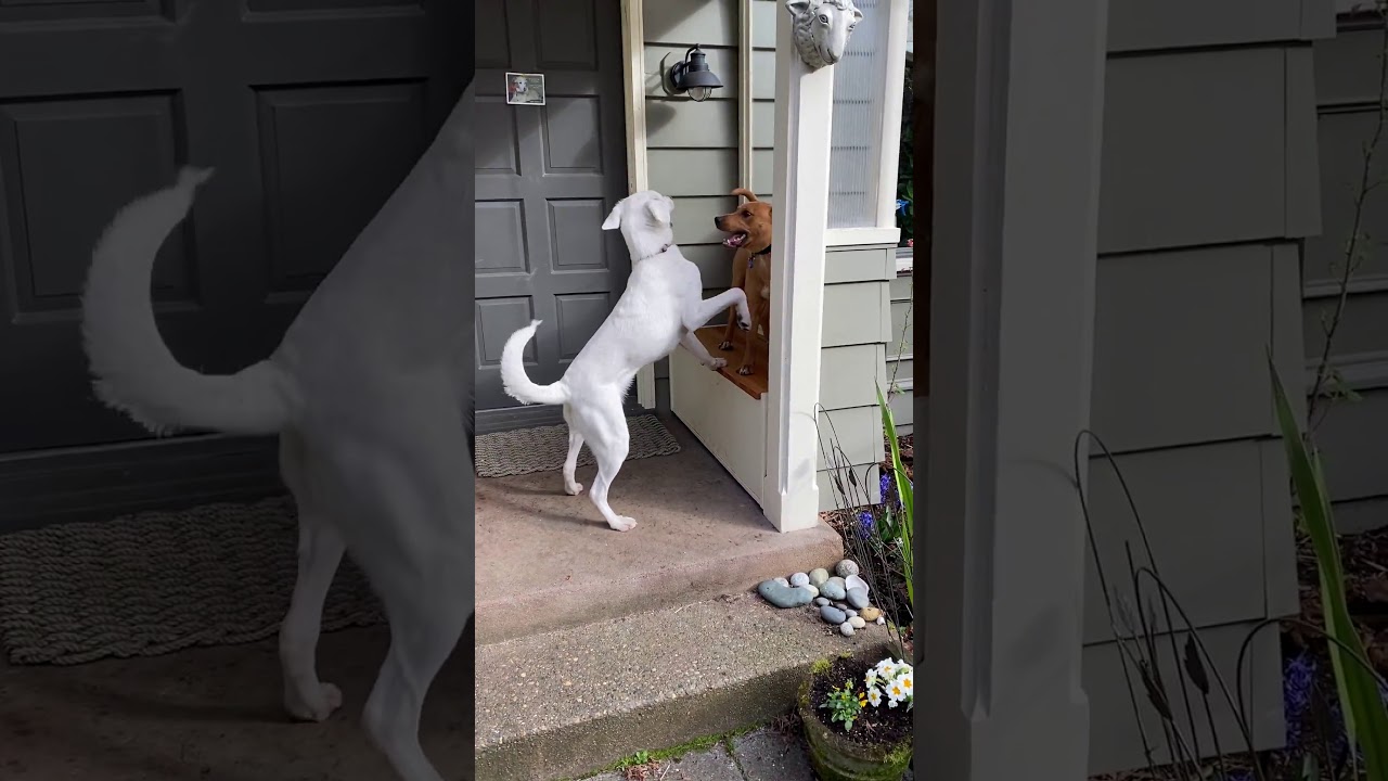 Video of adoptable pet named JP YouTube