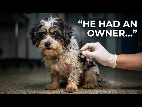 This Rescue's First Professional Grooming Made Us Cry