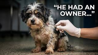 The Day a Forgotten Dog Took His First Step Toward Trust