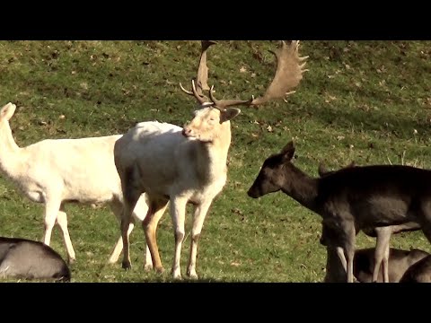 Gregor Daniel - Gräflicher Park von Bad Driburg - Weißer Hirsch (Musikvideo)