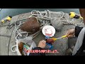 堤防からのチカ釣り　寄せ餌について　20190423