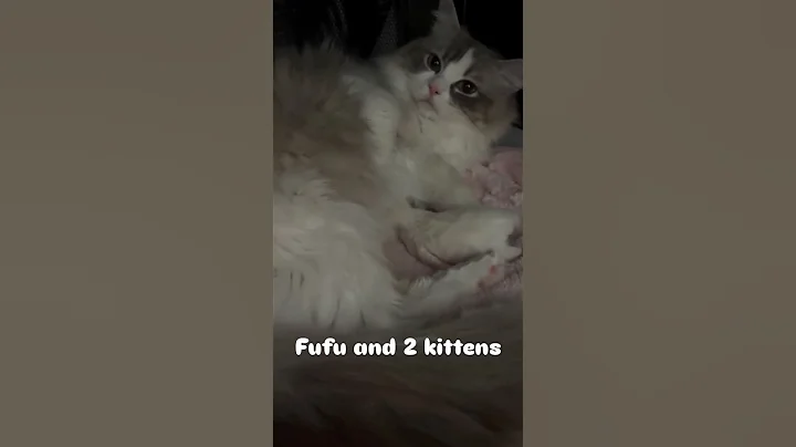 Watch the video about Ragdoll Cat and Newborn Kittens 🐱 #catshorts #ragdollkittens #ragdolls
