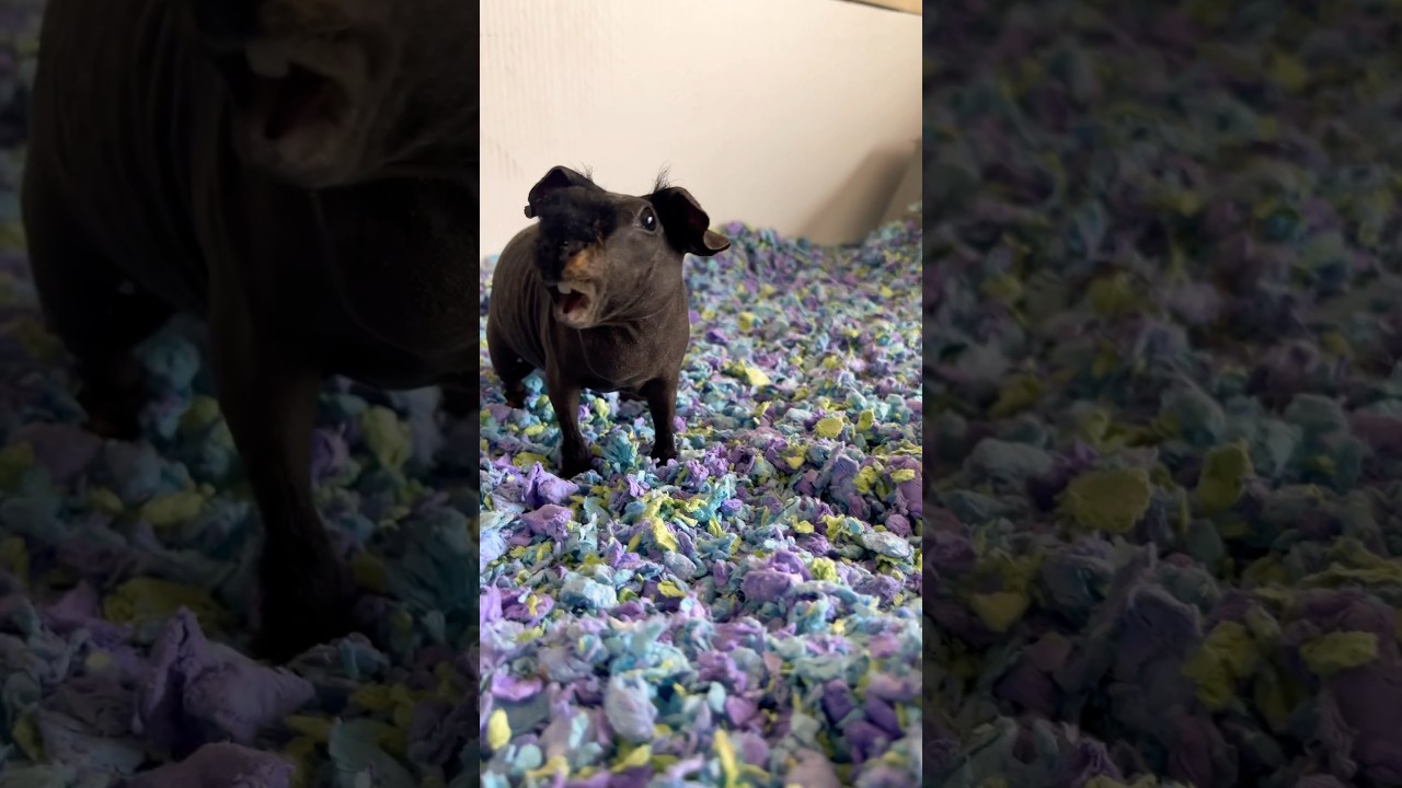 Skinny Pig Squeaking! 