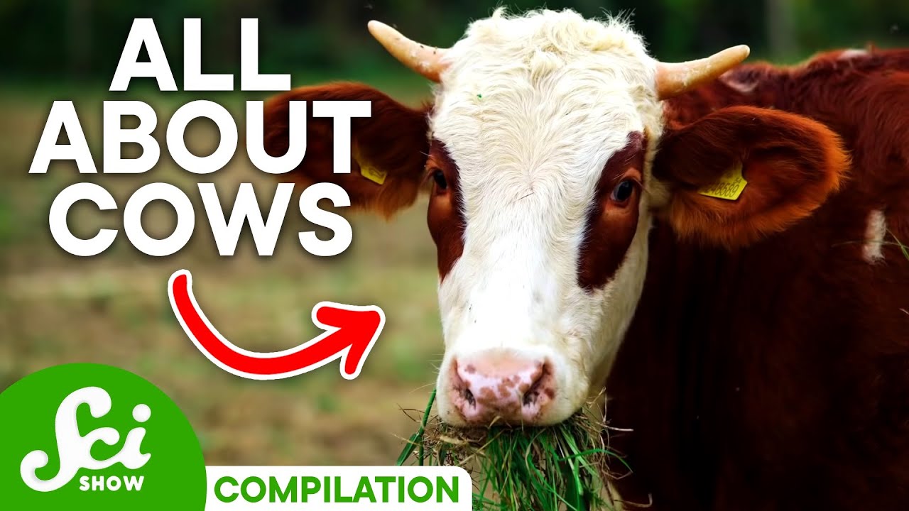 ⁣7 Wild Facts About Cows You Should Know | Compilation