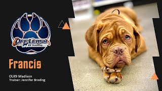 Francis, the Dog de Bordeaux, Masters Basic Manners!