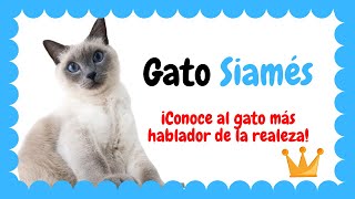 Gato siamés by migatodomestico 14,814 views 2 years ago 8 minutes, 11 seconds