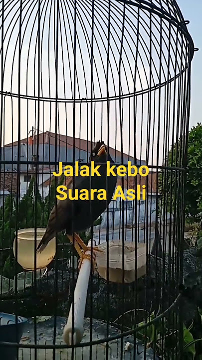 Jalak kebo suara Asli#Shorts
