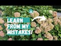 Step by Step: How to Deadhead Hydrangeas | Prune Hydrangeas