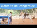 Behavior horses display before they become dangerous