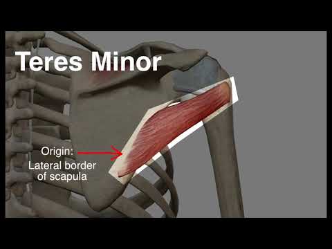 Teres Minor - Origin & Insertion