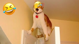 Try Not To Laugh Dogs And Cats ❤ Best Funny Animal Videos # 17