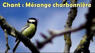 Mesange Charbonniere - Chant Doiseau