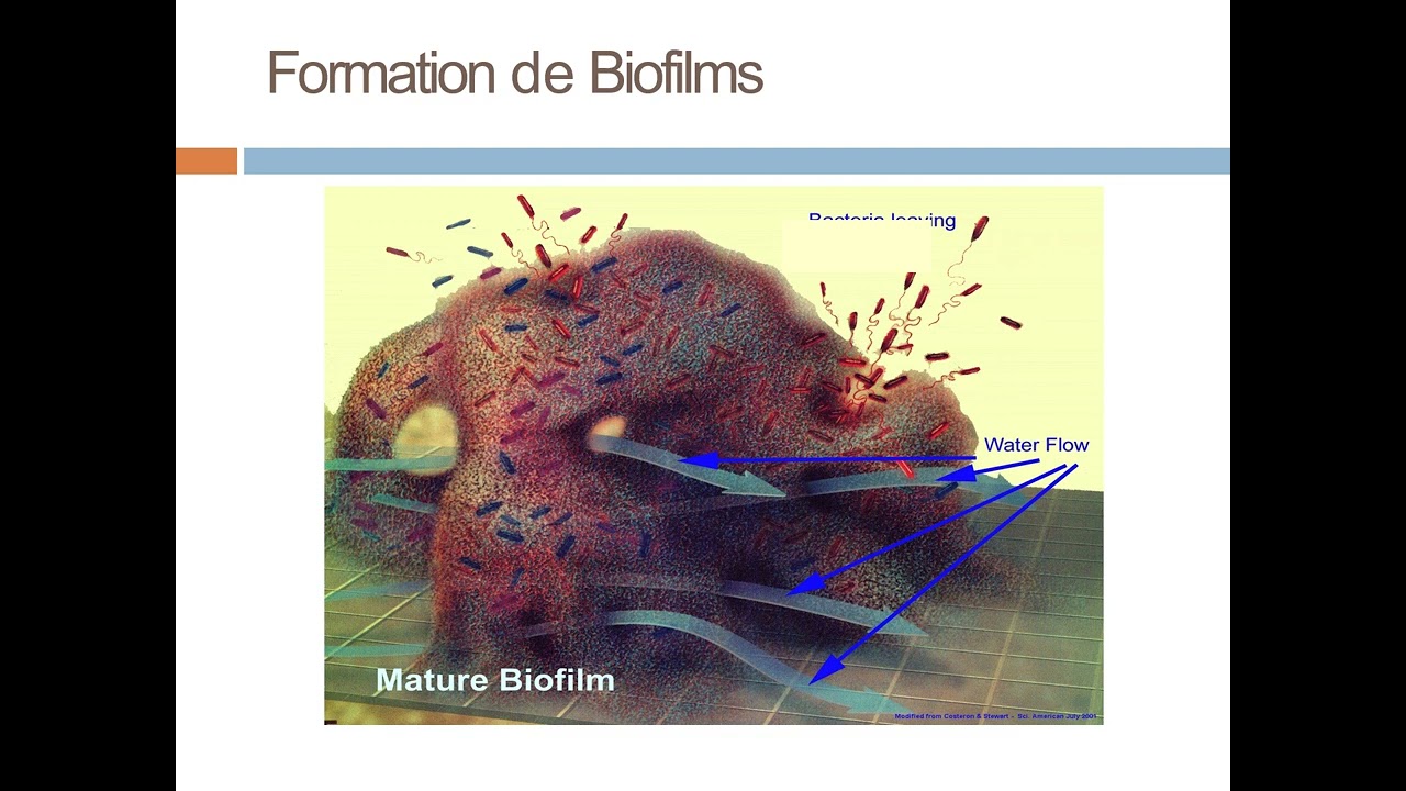 Pseudomonas aeruginosa spoc VF