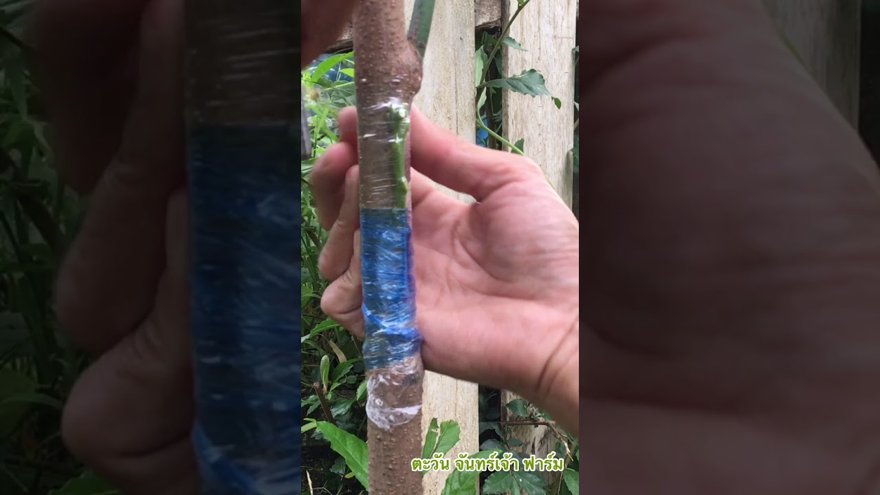 เสียบยอดมะม่วง