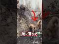 ほうきを見つけたパンチ