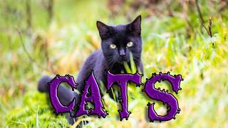 Cats Creepypasta By: Necronophore @Lionessqueen98
