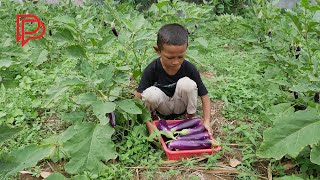 Download Lagu Menanam Terong Ungu Dari Biji Sampai Panen - Growing Purple Eggplant From Seed Until Harvest MP3 Download Lagu Menanam Terong Ungu Dari Biji Sampai Panen - Growing Purple Eggplant From Seed Until Harvest MP3