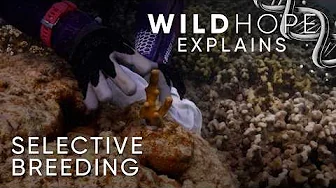 Fast-Tracking Evolution to Save Coral Reefs | Wild Hope Explains