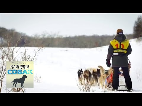 Гонка на собачьих упряжках "Берингия". Часть 3. Планета собак 