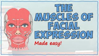 The Muscles of Facial Expression
