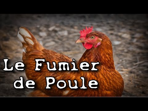 Vidéo: Compost de fumier de poulet - Fumier de poulet pour la fertilisation du potager