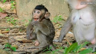 Cute Baby Monkey Biden is Happy Boy Cuz He is Always Freely But Baby Monkey Misty is No Freely