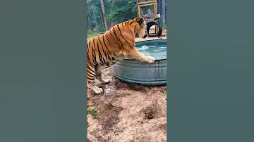 HUGE Tiger Cooling Off AMAZING 