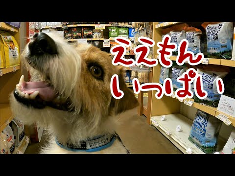 【ジャックラッセルテリア】関西最大のペットショップにあれを買いに行ってみた